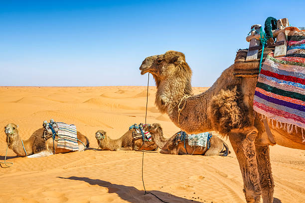 Pack Top ViP Circuit Sud Tunisien MAI 2025